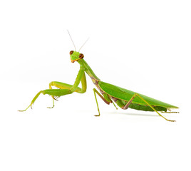 large green mantis on a white background looks at the camera