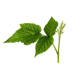 raspberry branch with a green stem and leaves on a white background