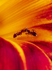 Fototapeta premium Close-up Ant at orange flower head