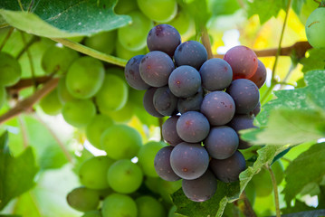 A bunch of blue grapes at vineyard