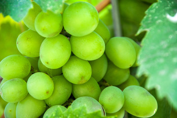 A bunch of green grapes at vineyard