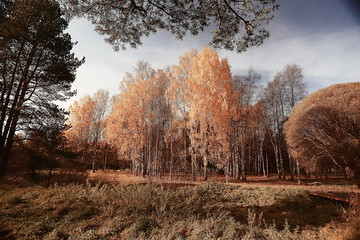 autumn landscape in the park / seasonal yellow landscape sunny park with fallen leaves