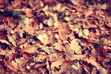 fallen yellow leaves background / abstract seasonal plain yellow leaves background in the park