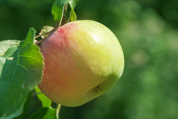 fresh ripe apples on a tree in a garden