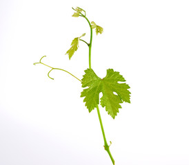 young sprout of grapes with green leaves on a white background
