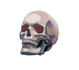 drawing of a skull