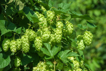 Green hops close up. Green hops is beer ingredient. Green hops agriculture. - obrazy, fototapety, plakaty