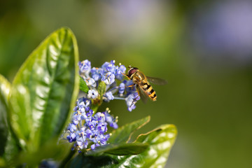 Hoverfly on lilac flowers