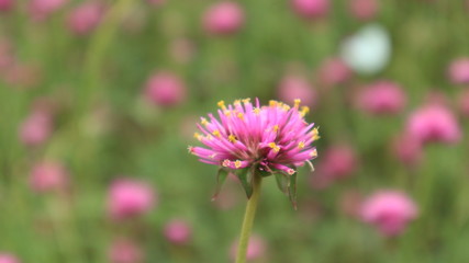 Obraz premium Selective focus Gomphrena pulchella L. 'Fireworks' with pink blurred background