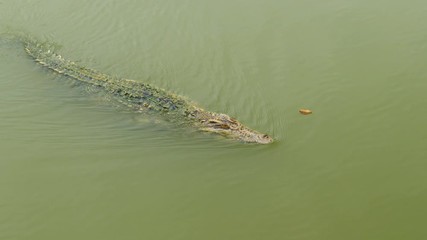 Video 4k of crocodile swimming in the water