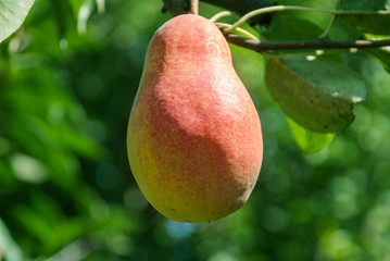 Fresh juicy pears on pear tree branch. Organic pears in natural environment. Crop of pears in summer garden