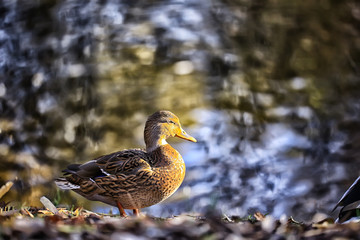 duck autumn park pond / bird by the pond in the park, mallard migratory bird