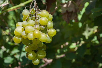 A bunch of green grapes at vineyard