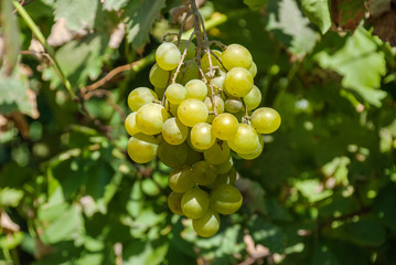A bunch of green grapes at vineyard