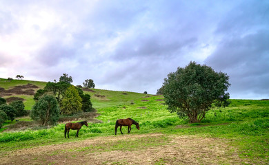 Horses on green pastures. Country landscape.