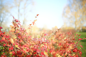 branches leaves yellow background / abstract seasonal background falling leaves beautiful photo