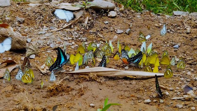 Group of butterflies puddling on the ground and flying in nature, Butterflies swarm eats minerals in Ban Krang Camp, Kaeng Krachan National Park at Phetchaburi,Thailand.