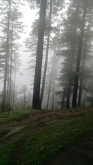 Fototapeta premium cloud forest covered in fog