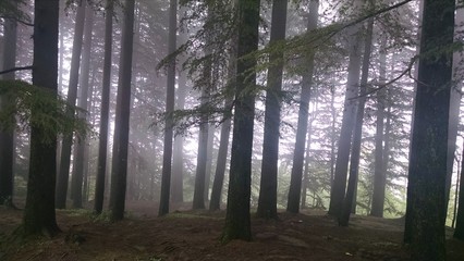 hiking in the cloud forest