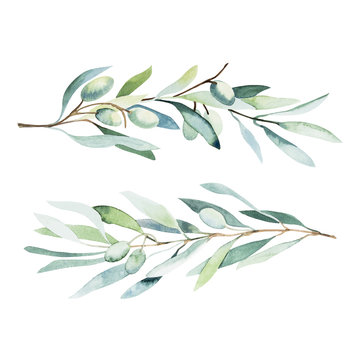 Watercolor olive branch. Sketch of olive branch on white background