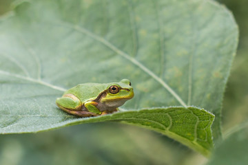 Frog on a Leaf