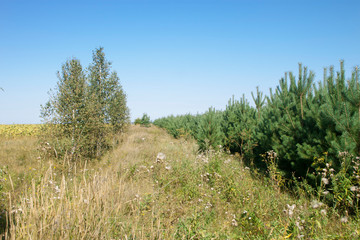 yellow grass and blue sky
