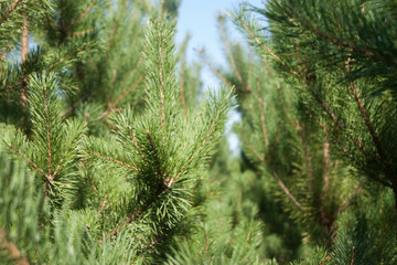 pine branch with cones