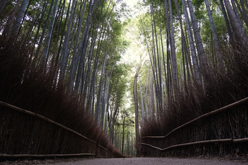 Bamboo forest in Arashiyama,Kyoto,Japan