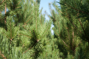 pine branch with cones