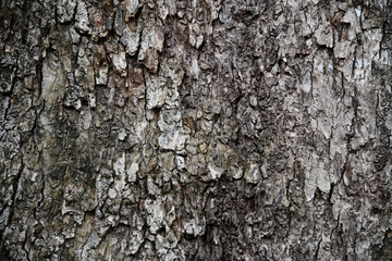 Tree bark textured and background. Cracked wood texture. Nature background and wallpaper.