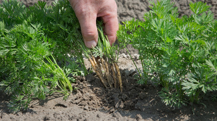 Naklejka na ściany i meble Growing carrots. Agriculture. Netherlands