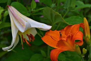 lily on black background