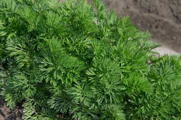 Growing carrots. Agriculture. Field