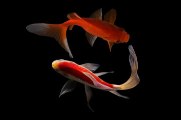 Koi fish Butterfly fresh Black background 