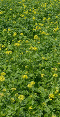 Field with green maure plants. Agriculture. Oilseed