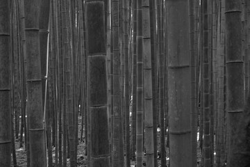 Blurred bamboo in bamboo forest in black and white style