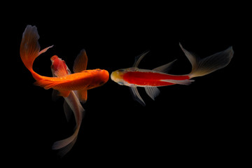 Koi fish Butterfly fresh Black background 