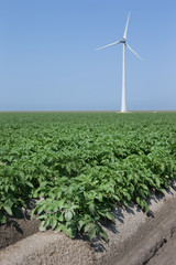 Fototapeta na wymiar Growing potatoes. Polder Netherlands. Agriculture