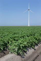 Fototapeta na wymiar Growing potatoes. Polder Netherlands. Agriculture