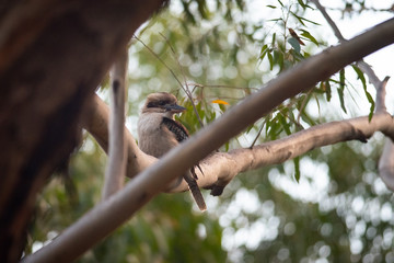 Kookaburra in a Gum Tree