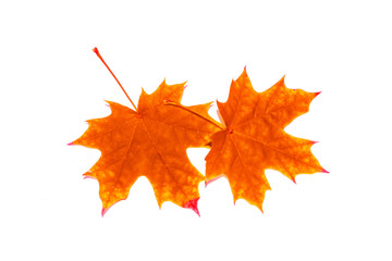 Bright colorful autumn leaves