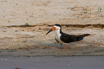Black skimmer,perched on the beach,Cuiaba river bank, Pantanal Brazil