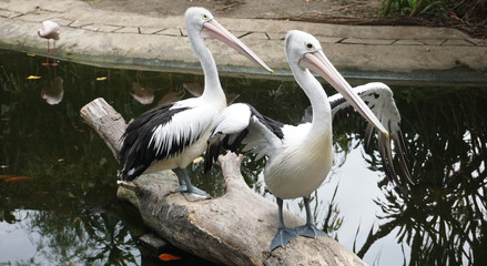 Pelican couple