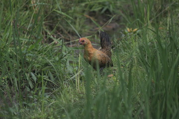 Litle chicks look for something to eat