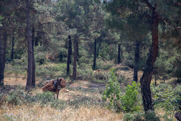 horses and mules carry the cut down tree trunks in the suburban forest of Thessaloniki