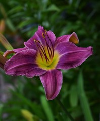 Fototapeta premium purple flower in the garden