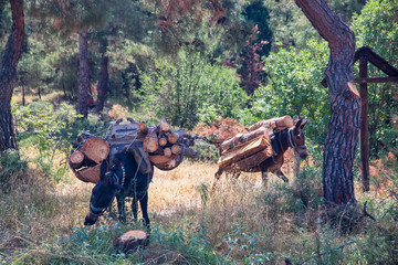 horses and mules carry the cut down tree trunks in the suburban forest of Thessaloniki