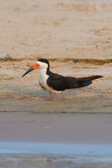 Black skimmer,perched on the beach,Cuiaba river bank, Pantanal Brazil