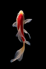 Koi fish Butterfly fresh Black background 