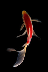 Obraz premium Koi fish Butterfly fresh Black background 